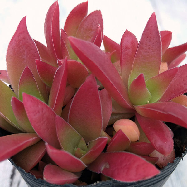 園芸ネット本店｜クラッスラ：紅葉祭り（もみじまつり）2号ポット 2株