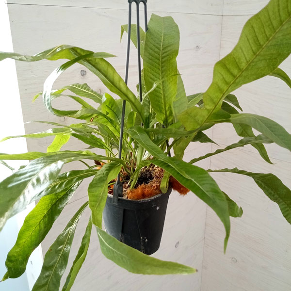 園芸ネット本店｜アグラオモルファ：コロナンス(カザリシダ) 4号吊り鉢