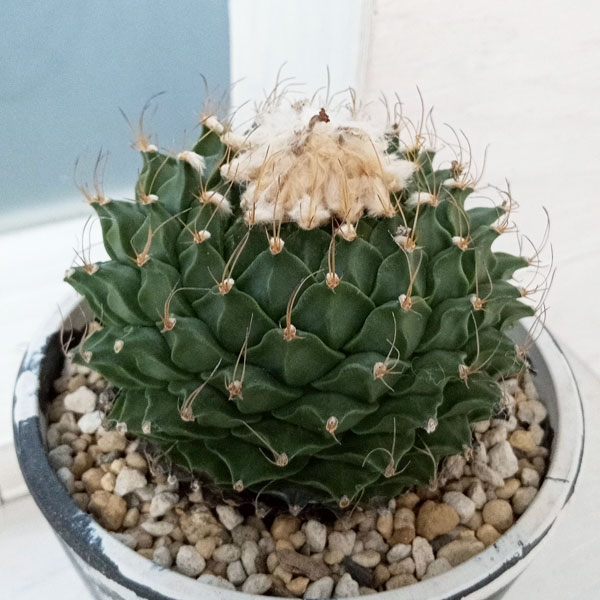 園芸ネット本店｜サボテン：オブレゴニア・デネグリイ（帝冠）4.5号23