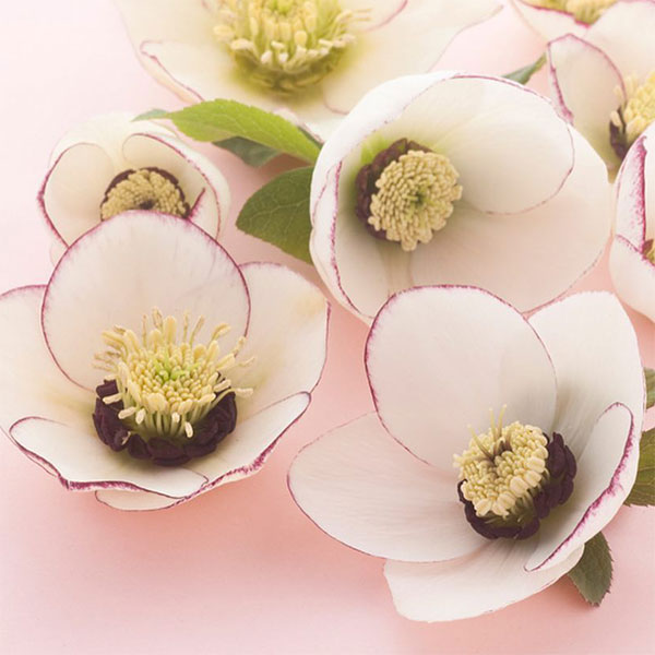 園芸ネット本店｜松村ナーセリーさんのクリスマスローズ：シングル