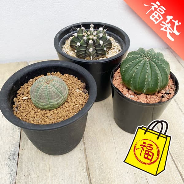 tendobotanical 痛丸 アガベ ソフビ QP付き 蓄光イエロー