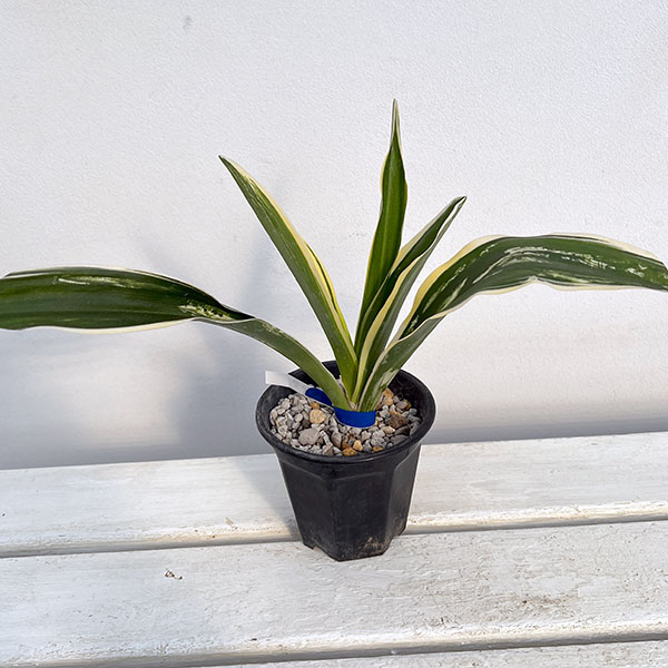 園芸ネット本店｜オモト（万年青）：聖紀の誉 割子2～3年生 3.5号