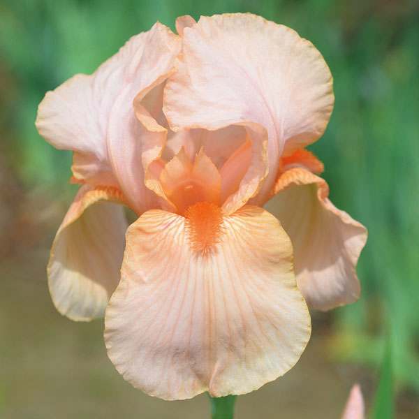 園芸ネット本店｜ジャーマンアイリス：かぐや姫 地堀苗 の通販【公式】