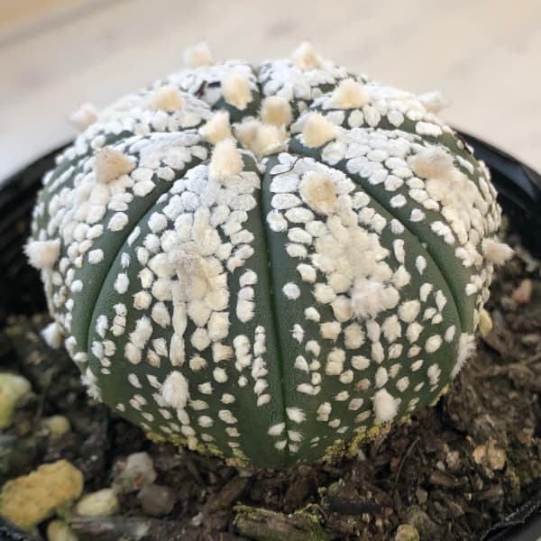 園芸ネット本店｜アストロフィツム：ミラクル兜（かぶと）2.5号24-01