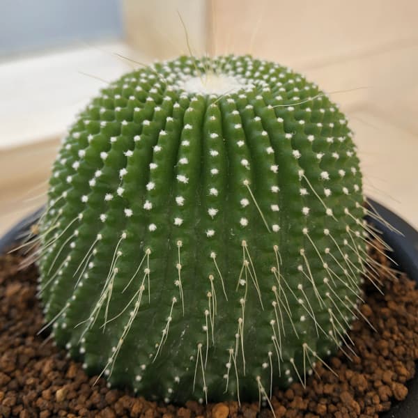 球形サボテン 緑色と白色のトゲ