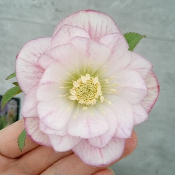 園芸ネット本店｜クリスマスローズ：セレクトダブル24-55／2Lポット