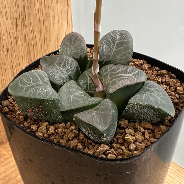 園芸ネット本店｜ハオルチア：ベイエリ錦実生 2.5号 の通販【公式】