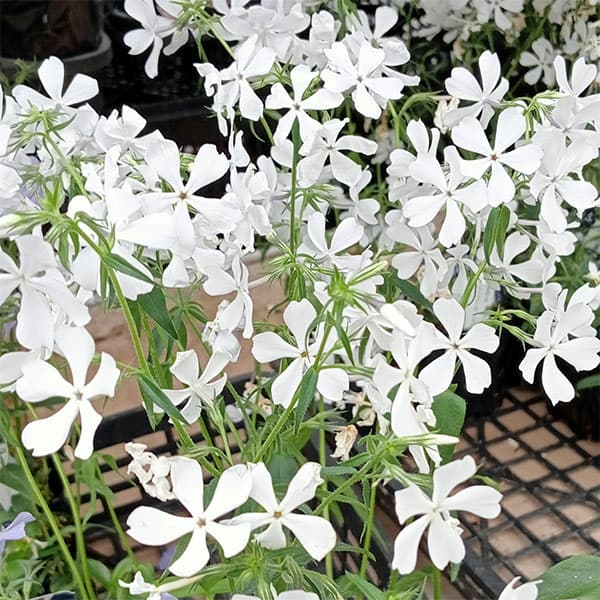 園芸ネット本店｜フロックス：ディバリカタ メイブリーズ（ハナシノブ