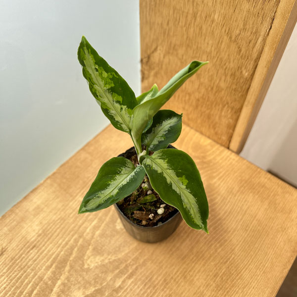 園芸ネット本店｜アグラオネマ：ピクタム 2.5号ポット* の通販【公式】