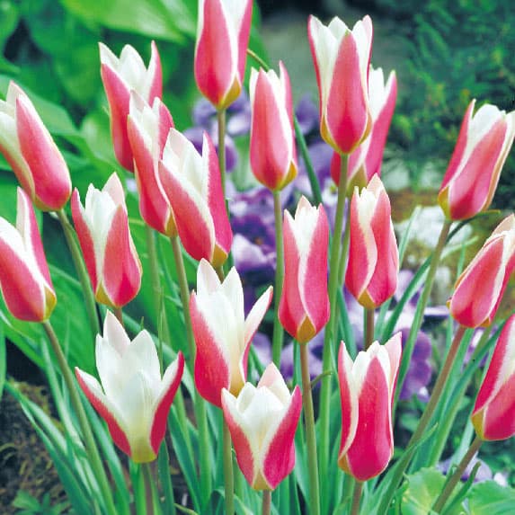 園芸ネット本店｜チューリップ（原種系）：レディージェーン5球入り