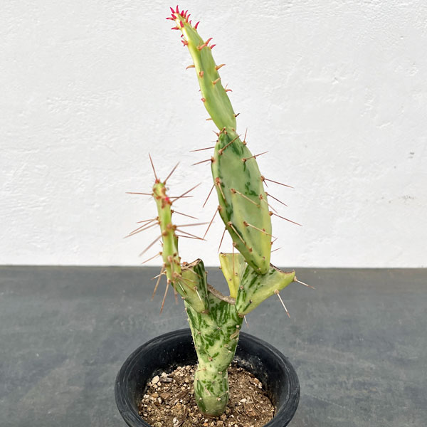 園芸ネット本店｜サボテン：オプンチア マーベリック（斑入り）4号鉢