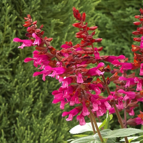 園芸ネット本店｜[26年4月下旬予約]サルビア：リトルバード ホット