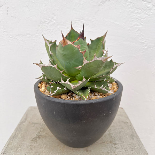 園芸ネット本店｜アガベ：チタノタ 姫巌竜 5号鉢植え23-01 の通販【公式】