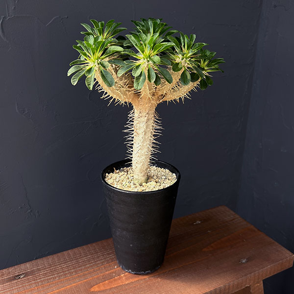 園芸ネット本店｜ユーフォルビア：ギラウミニアナ 4号鉢植え23-04 の