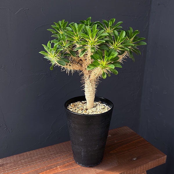 園芸ネット本店｜ユーフォルビア：ギラウミニアナ 4号鉢植え23-06 の