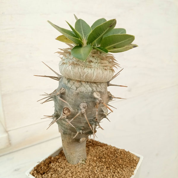 園芸ネット本店｜パキポディウム：恵比寿笑い（接ぎ木・白花）3号