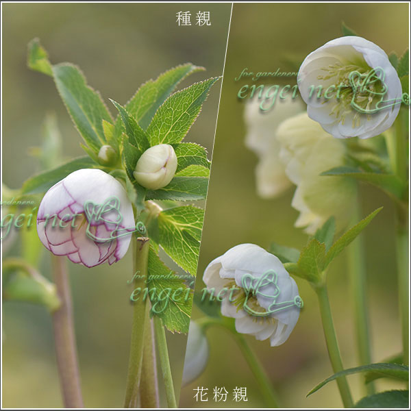 クリスマスローズ 苗 開花株 ピコティ ダブル 白 大和園さんの