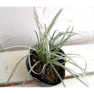 園芸ネット本店｜リュウノヒゲ：白竜（はくりゅう）3号 2株セット の