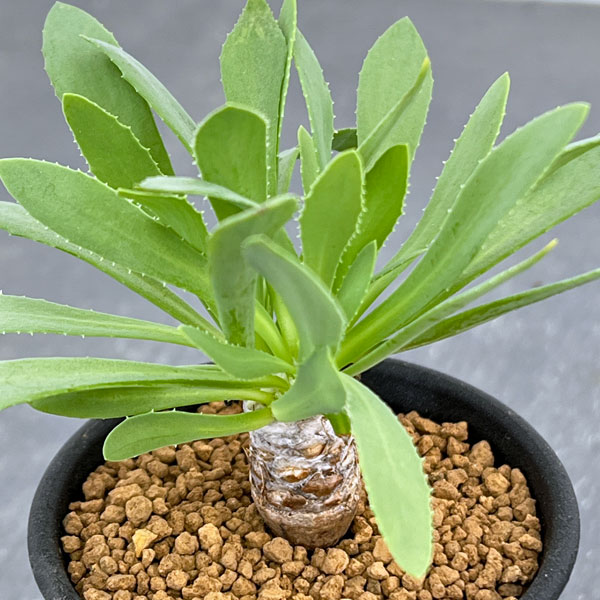 園芸ネット本店｜オトンナ：レピドカウリス 2.5号鉢 の通販【公式】