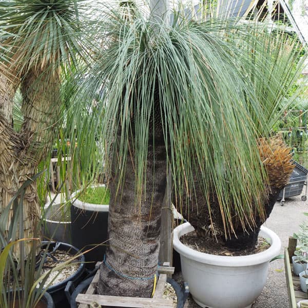 園芸ネット本店｜グラスツリー ブラックボーイ（クサントロエア）6号