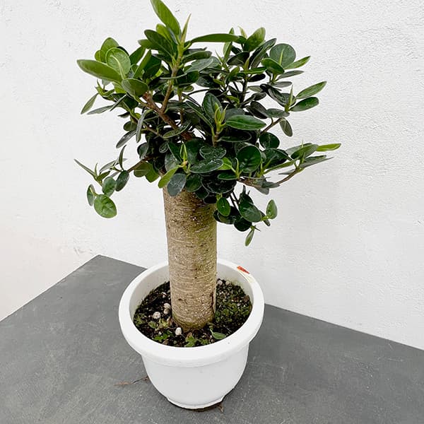 園芸ネット本店｜ガジュマル：パンダガジュマル 7号平鉢植え の通販