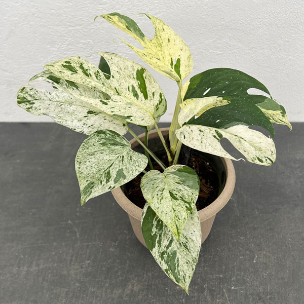 園芸ネット本店｜エピプレムヌム：ピナツム マーブル 4号鉢入り の通販