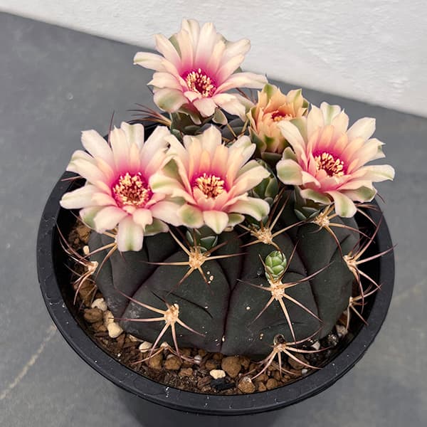 園芸ネット本店｜ギムノカリキウム：尾形丸（オガタマル）4.5号鉢植え