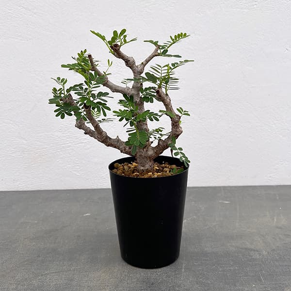 園芸ネット本店｜センナ：メリディオナリス 3号25-07 の通販【公式】