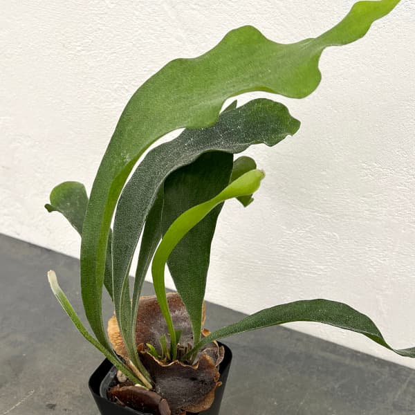 園芸ネット本店｜ビカクシダ（コウモリラン）：ネザランズ 3.5号鉢