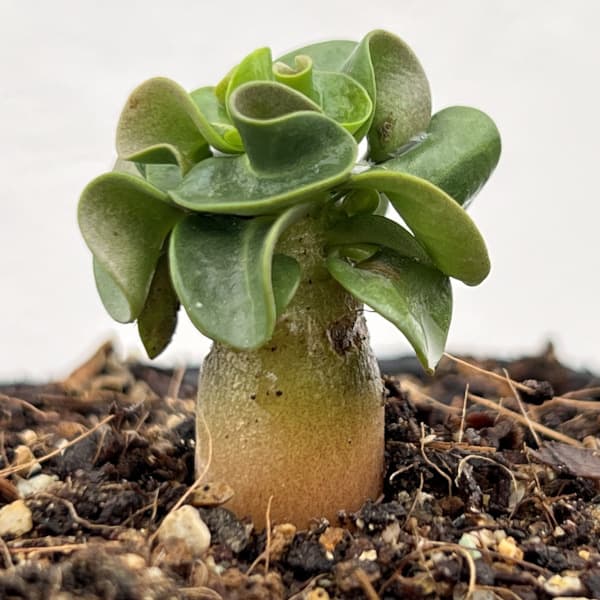 園芸ネット本店｜アデニウム：アラビカム DHA タイソコトラナム（実生