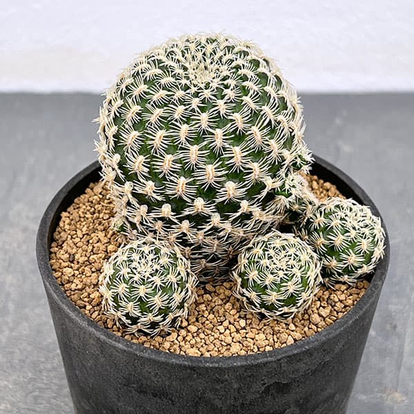 園芸ネット本店｜スルコレブチア：アルビッシマソリシオイデス（KK1838