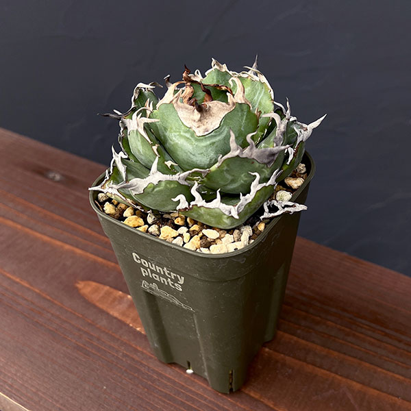 園芸ネット本店｜アガベ：チタノタ 白鯨 3号鉢植え25-02 の通販【公式】