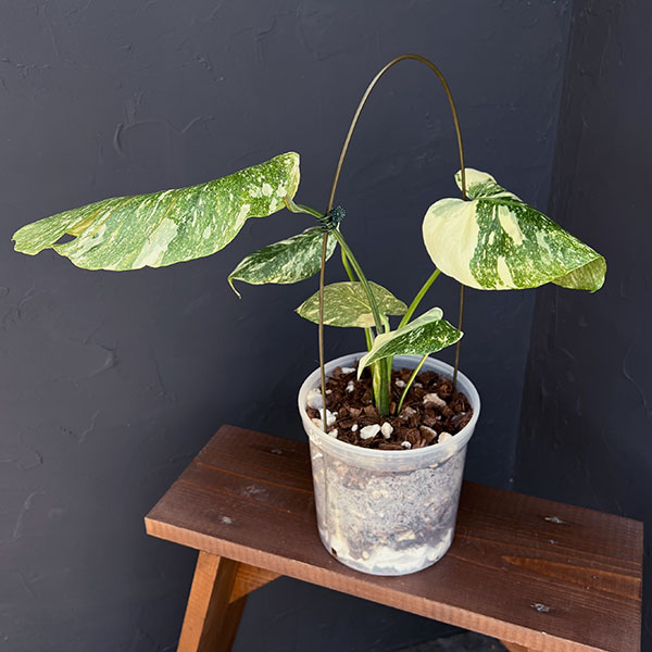 園芸ネット本店｜モンステラ：デリシオーサ レガシー 5号25-01 の通販