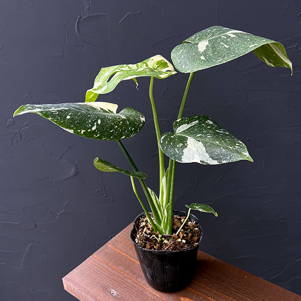 10株セットms34【特別選抜】モンステラ・タイコンステレーション