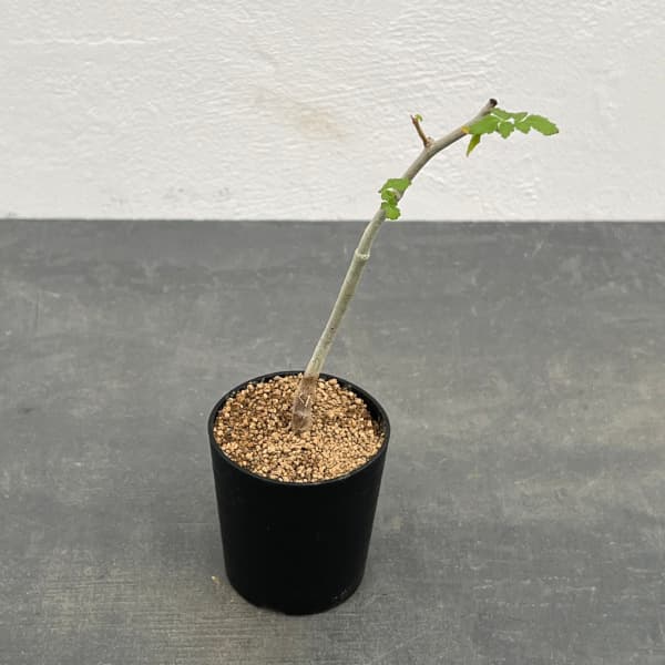 園芸ネット本店｜コミフォラ：オプロンギフォリア 2.5号鉢植え の通販