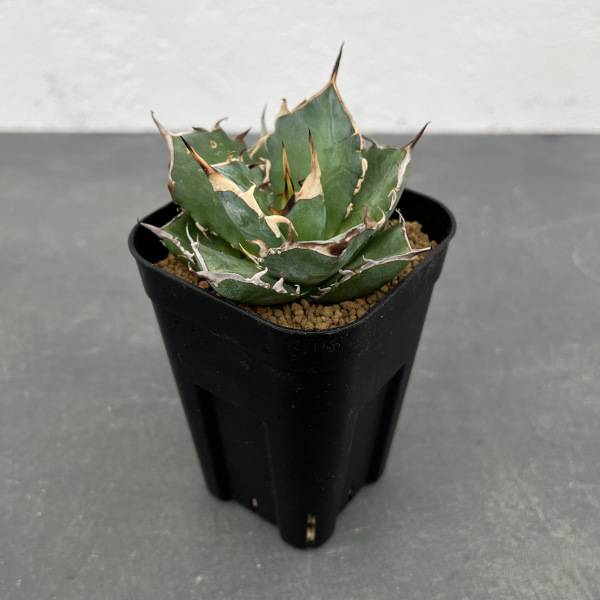 園芸ネット本店｜[ザ・ファームセレクト]アガベ：チタノタ ハデス 3号