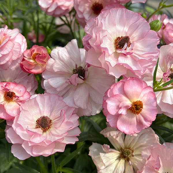 園芸ネット本店｜ラナンキュラス：ラックス ヴィーナス3.5-4号ポット