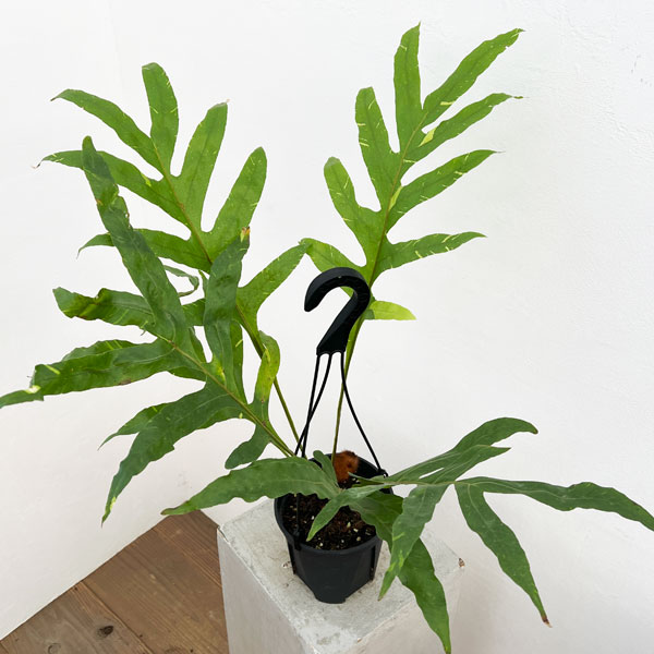 園芸ネット本店｜ドリナリア クエルシフォリア（斑入り） 5号吊り鉢