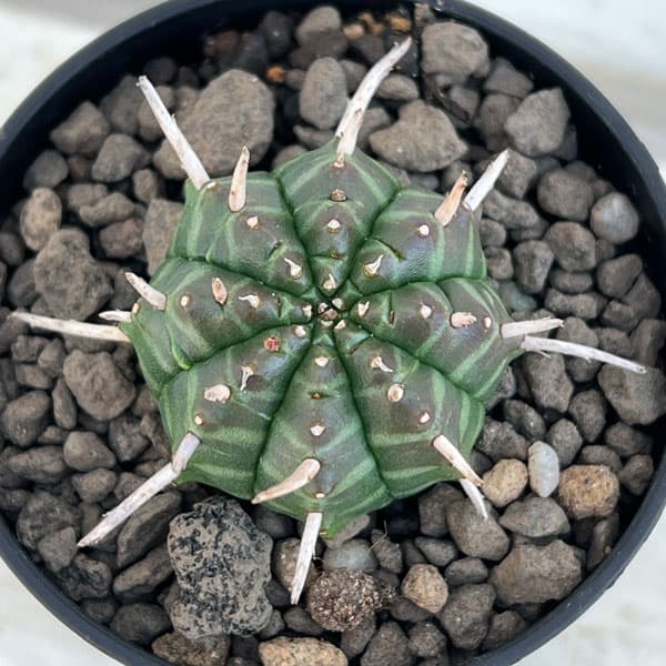 園芸ネット本店｜ユーフォルビア：バリダ 2.5号鉢植え* の通販【公式】