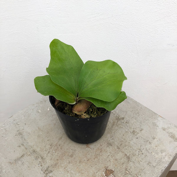 f*_様 30株くらい ビカクシダ 色々 こんなんなんぼあってもええので