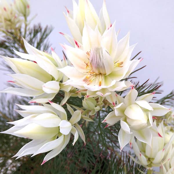 園芸ネット本店｜[ザ・ファームセレクト]セルリア（ジョーイセルリア