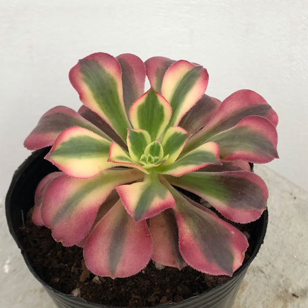 園芸ネット本店｜アエオニウム：メデューサ錦 3号ポット の通販【公式】