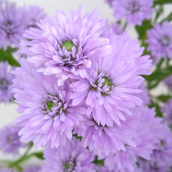 園芸ネット本店｜八重咲クジャクアスター パープル4号ポット の通販