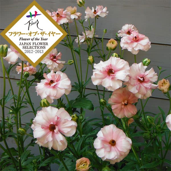 園芸ネット本店｜ラナンキュラス：ラックス アリアドネ3.5-4号ポット