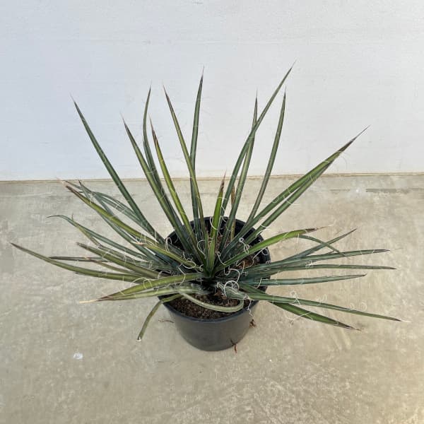 園芸ネット本店｜ユッカ・フィリフェラ7号ポット の通販【公式】