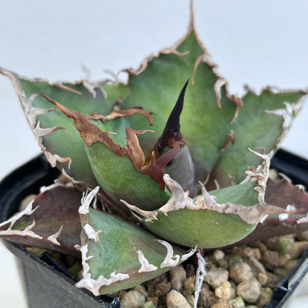 園芸ネット本店｜アガベ：チタノタ シーザー 3.5号ロングポット の通販