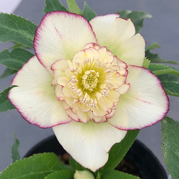 園芸ネット本店｜曽田園芸さんのクリスマスローズ：25-01多弁