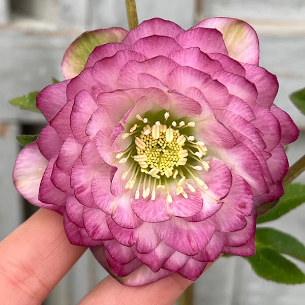 園芸ネット本店｜松村ナーセリーさんのクリスマスローズ：25-59ダブル