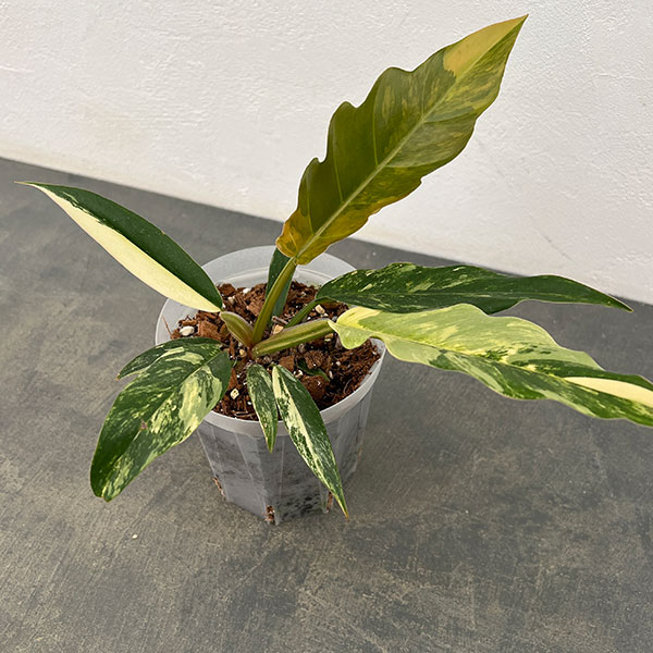 園芸ネット本店｜フィロデンドロン：キャラメルマーブル 斑入り 4号鉢