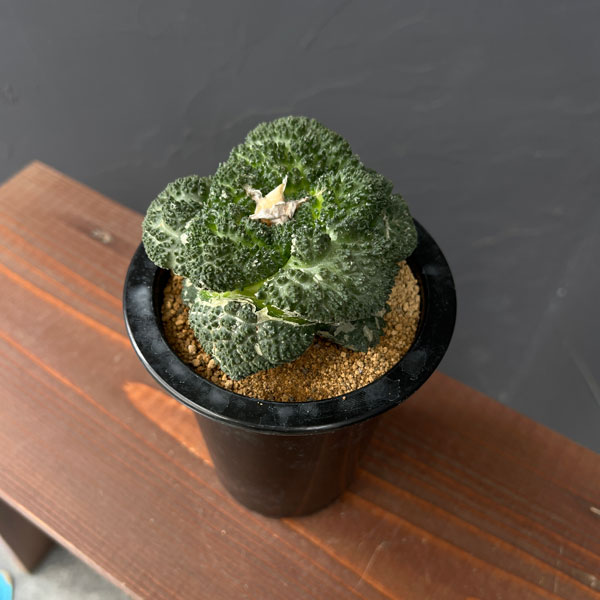 園芸ネット本店｜アリオカルプス：亀甲牡丹 ゴジラ（竜神接ぎ降し） 4